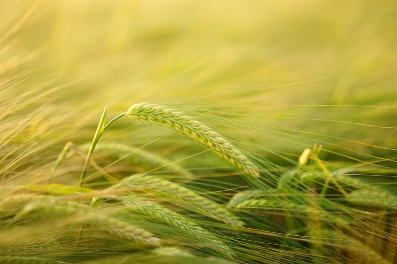 Farm-to-Table Dinner